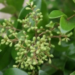 Liguster Op Stam (Ligustrum Japonicum 'Texanum') -Tuin Glimmer Verkoop 20120225094531 2
