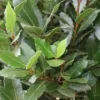 Echte Laurier Als Piramide (Laurus Nobilis) -Tuin Glimmer Verkoop 20120225095147 7