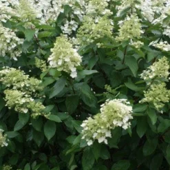 Nieuwkomers 19 Pluimhortensia (Hydrangea Paniculata 'Unique')