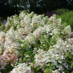 Nieuwkomers -Tuin Glimmer Verkoop 20120225112833 5