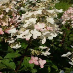 Pluimhortensia (Hydrangea Paniculata 'Unique') 14 Pluimhortensia (Hydrangea Paniculata 'Unique') -Tuin Glimmer Verkoop 20120225112900 5