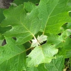 Eikenbladhortensia (Hydrangea Quercifolia) 16 Eikenbladhortensia (Hydrangea Quercifolia) -Tuin Glimmer Verkoop 20120225121709 6