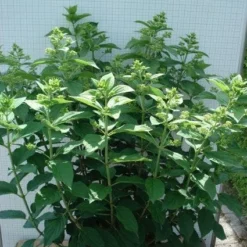 Pluimhortensia (Hydrangea Paniculata 'Unique') 13 Pluimhortensia (Hydrangea Paniculata 'Unique') -Tuin Glimmer Verkoop 20120305135303 5