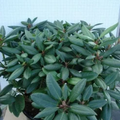 Rhododendron (Rhododendron Catawbiense 'Boursault') 15 Rhododendron (Rhododendron Catawbiense 'Boursault') -Tuin Glimmer Verkoop 20120305140234 2