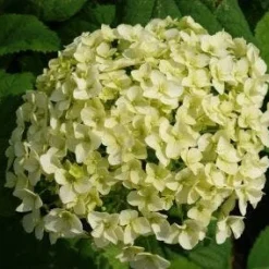 Hortensia (Hydrangea 'Strong Annabelle') -Tuin Glimmer Verkoop 20120716105647 1