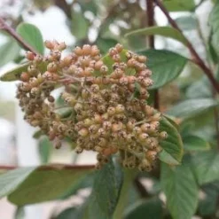 Dwergmispel (Cotoneaster Lacteus) -Tuin Glimmer Verkoop 20120920105128 3