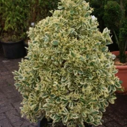 Kardinaalshoed Als Pyramide (Euonymus Japonicus 'Bravo') -Tuin Glimmer Verkoop 20121003163723 3