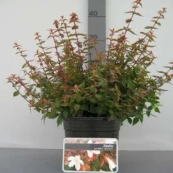 Abelia (Abelia Grandiflora 'Sherwood') 14 Abelia (Abelia Grandiflora 'Sherwood') -Tuin Glimmer Verkoop 20121016143037 2