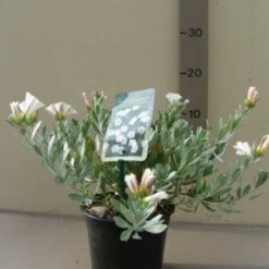Zilverwinde (Convolvulus Cneorum ) -Tuin Glimmer Verkoop 20121016144047 2