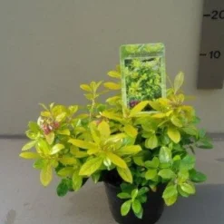 Nieuwkomers -Tuin Glimmer Verkoop 20121016144901 1