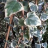 Kaukasische Klimop (Hedera Colchica 'Dentata Variegata')