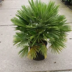 Dwergpalm (Chamaerops Humilis 'Vulcano') 12 Dwergpalm (Chamaerops Humilis 'Vulcano') -Tuin Glimmer Verkoop 20121229152912 2