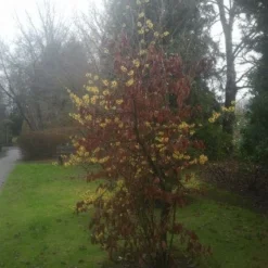 Toverhazelaar (Hamamelis Intermedia 'Arnold Promise') 17 Toverhazelaar (Hamamelis Intermedia 'Arnold Promise') -Tuin Glimmer Verkoop 20130113135921 6