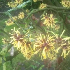 Toverhazelaar (Hamamelis Mollis 'Pallida') 15 Toverhazelaar (Hamamelis Mollis 'Pallida') -Tuin Glimmer Verkoop 20130113140108 8
