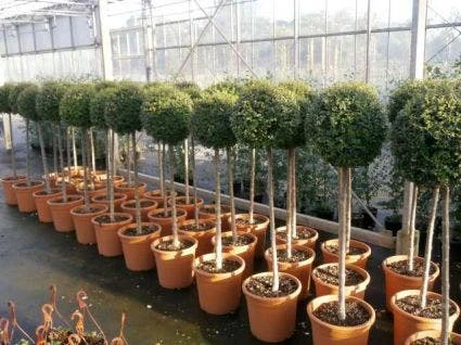 Liguster Op Stam (Ligustrum Delavayanum) 3 Liguster Op Stam (Ligustrum Delavayanum)