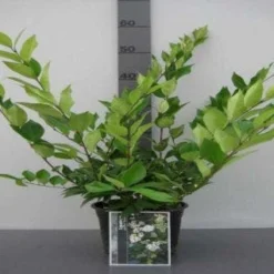 Liguster (Ligustrum Japonicum 'Texanum') 11 Liguster (Ligustrum Japonicum 'Texanum') -Tuin Glimmer Verkoop 20130120144123 7