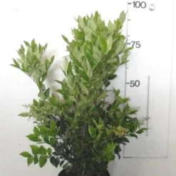 Liguster (Ligustrum Japonicum 'Texanum') 12 Liguster (Ligustrum Japonicum 'Texanum') -Tuin Glimmer Verkoop 20130120144147 7