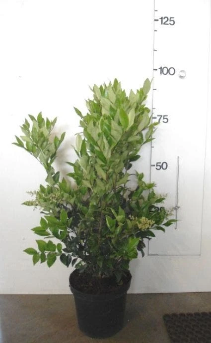 Liguster (Ligustrum Japonicum 'Texanum') 6 Liguster (Ligustrum Japonicum 'Texanum') - Afbeelding 4