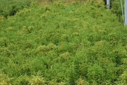 Niet Woekerende Bamboe (Fargesia Robusta) 5 Niet Woekerende Bamboe (Fargesia Robusta) - Afbeelding 3