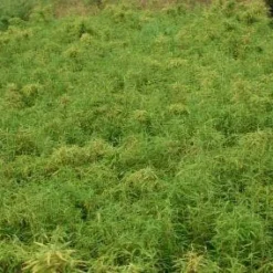 Niet Woekerende Bamboe (Fargesia Robusta) -Tuin Glimmer Verkoop 20130121115059 5