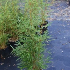 Niet Woekerende Bamboe (Fargesia Robusta) -Tuin Glimmer Verkoop 20130121115128 5