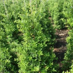 Hulst (Ilex Aquifolium 'Silver Queen') -Tuin Glimmer Verkoop 20130121124351 11