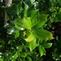 Hulst (Ilex Aquifolium J.C. Van Tol) 11 Hulst (Ilex Aquifolium J.C. Van Tol) -Tuin Glimmer Verkoop 20130121125215 11