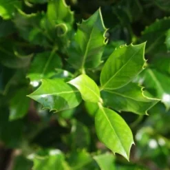 Hulst (Ilex Aquifolium J.C. Van Tol) 12 Hulst (Ilex Aquifolium J.C. Van Tol) -Tuin Glimmer Verkoop 20130121125258 11 1