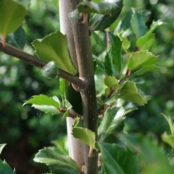 Blauwe Hulst (Ilex Meserveae 'Blue Prince') -Tuin Glimmer Verkoop 20130121125422 10