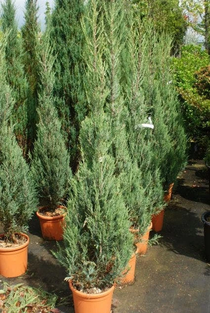 Jeneverbes (Juniperus Scopulorum 'Skyrocket') 4 Jeneverbes (Juniperus Scopulorum 'Skyrocket') - Afbeelding 2