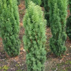 Zuiltaxus (Taxus Baccata 'Fastigiata Robusta') 13 Zuiltaxus (Taxus Baccata 'Fastigiata Robusta') -Tuin Glimmer Verkoop 20130121131849 17