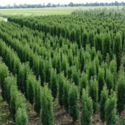 Zuiltaxus (Taxus Baccata 'Fastigiata Robusta') 14 Zuiltaxus (Taxus Baccata 'Fastigiata Robusta') -Tuin Glimmer Verkoop 20130121131927 17