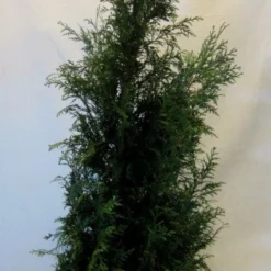 Levensboom (Thuja Plicata 'Martin') -Tuin Glimmer Verkoop 20130122151951 8 1