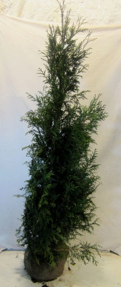 Levensboom (Thuja Plicata 'Martin') 7 Levensboom (Thuja Plicata 'Martin') - Afbeelding 5