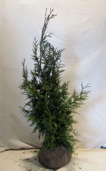 Levensboom (Thuja Plicata 'Martin') 4 Levensboom (Thuja Plicata 'Martin') - Afbeelding 2