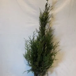 Levensboom (Thuja Plicata 'Atrovirens') -Tuin Glimmer Verkoop 20130122155900 16 1