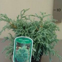 Tuin Glimmer Verkoop 25 Dwergcypres (Chamaecyparis 'Baby Blue')