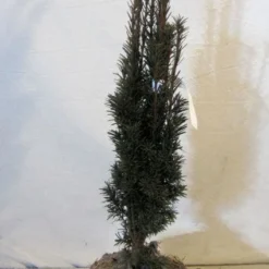 Zuiltaxus (Taxus Baccata 'Fastigiata Robusta') 15 Zuiltaxus (Taxus Baccata 'Fastigiata Robusta') -Tuin Glimmer Verkoop 20130125132756 17