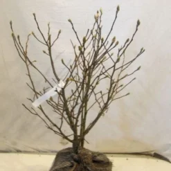 Stermagnolia (Magnolia Stellata) 31 Stermagnolia (Magnolia Stellata) -Tuin Glimmer Verkoop 20130125153753 13