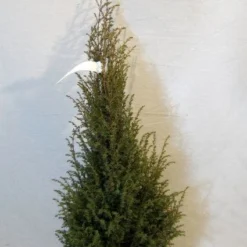 Jeneverbes (Juniperus Communis 'Hibernica') -Tuin Glimmer Verkoop 20130125161445 7