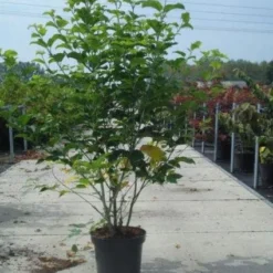 Japanse Slangehuidesdoorn (Acer Rufinerve) -Tuin Glimmer Verkoop 20130214095532 10