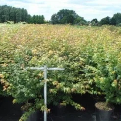 Japanse Esdoorn (Acer Palmatum) 32 Japanse Esdoorn (Acer Palmatum) -Tuin Glimmer Verkoop 20130214095725 11