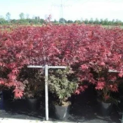 Japanse Esdoorn (Acer Palmatum 'Atropurpureum') 25 Japanse Esdoorn (Acer Palmatum 'Atropurpureum') -Tuin Glimmer Verkoop 20130214095932 9