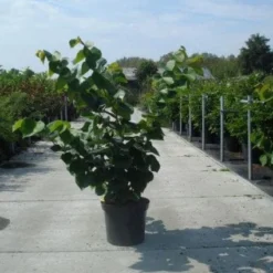 Chinese Judasboom (Cercis Chinensis 'Avondale') -Tuin Glimmer Verkoop 20130214102822 5