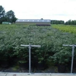 Kardinaalshoed (Euonymus Alatus 'Compactus') -Tuin Glimmer Verkoop 20130214112611 12