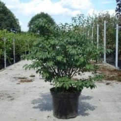 Kardinaalshoed (Euonymus Alatus 'Compactus') -Tuin Glimmer Verkoop 20130214112624 12