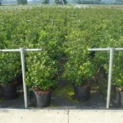 Blauwe Hulst (Ilex Meserveae 'Blue Prince') -Tuin Glimmer Verkoop 20130214133905 10