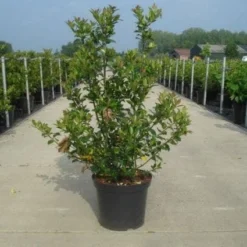 Blauwe Hulst (Ilex Meserveae 'Blue Prince') -Tuin Glimmer Verkoop 20130214133913 10