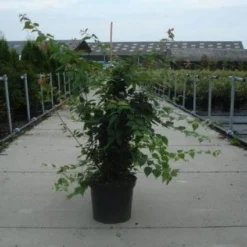 Kolkwitzia (Kolkwitzia Amabilis 'Pink Cloud') 7 Kolkwitzia (Kolkwitzia Amabilis 'Pink Cloud') -Tuin Glimmer Verkoop 20130214134309 10 5 5