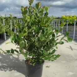 Stermagnolia (Magnolia Stellata) 28 Stermagnolia (Magnolia Stellata) -Tuin Glimmer Verkoop 20130214142333 13